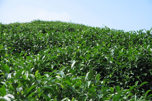 明年茶叶再卖不出去怎么办？