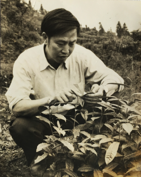 著名茶叶专家杨天炯观察茶树